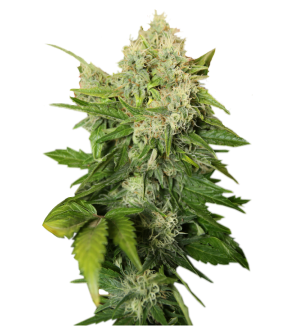 Cannabis